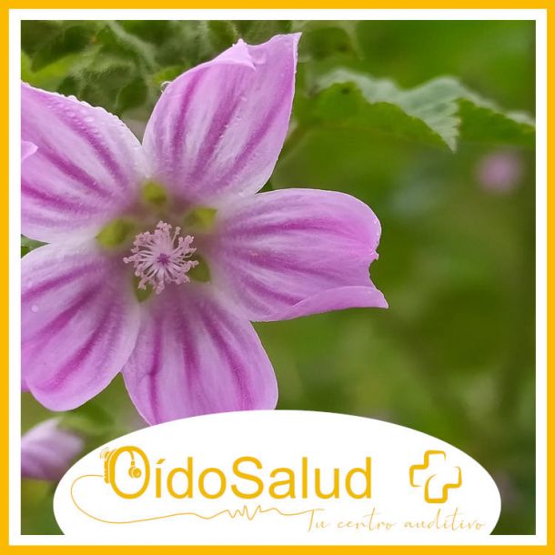 Alergias en primavera